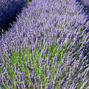 Champs de Lavande en Fleurs