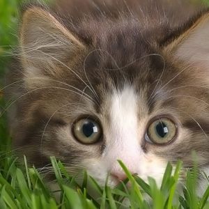 Chaton Mignon dans l'Herbe