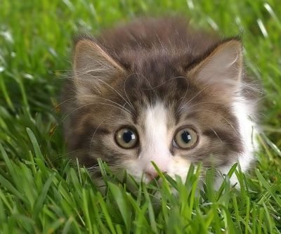 Chaton Mignon dans l'Herbe