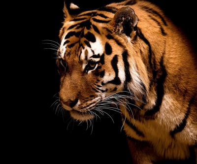 Portrait d'un Tigre Majestueux