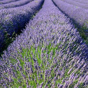 Champs de Lavande en Fleurs