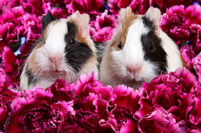 Cochons d'Inde dans les Fleurs