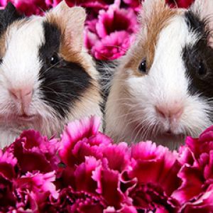 Cochons d'Inde Mignons dans des Fleurs