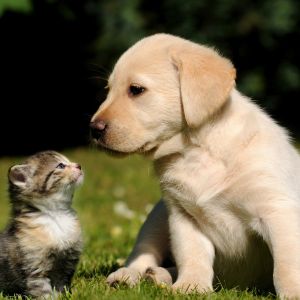 Chiot et Chaton Mignon