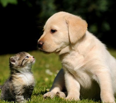 Chiot et Chaton Mignon