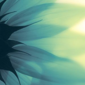 Abstrait Floral Doux