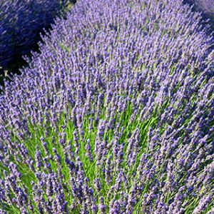 Champs de Lavande en Fleurs