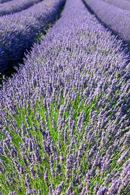 Champs de Lavande en Fleurs