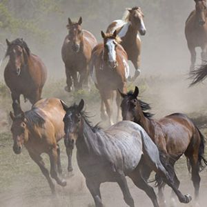 Chevaux Courant dans la Nature