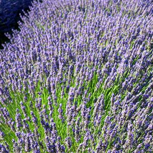 Champs de Lavande en Fleurs