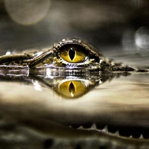 Reflet de l'Œil de Crocodile
