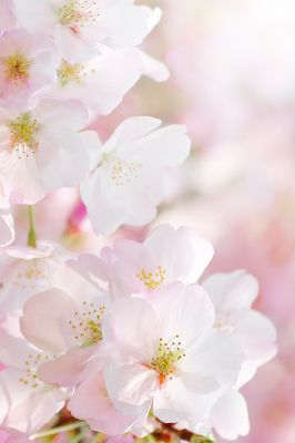 Fleurs de Cerisier