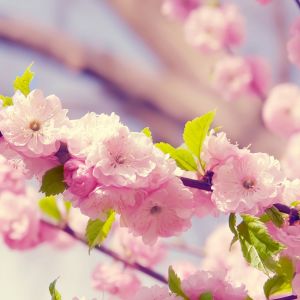 Beauté des Fleurs de Cerisier