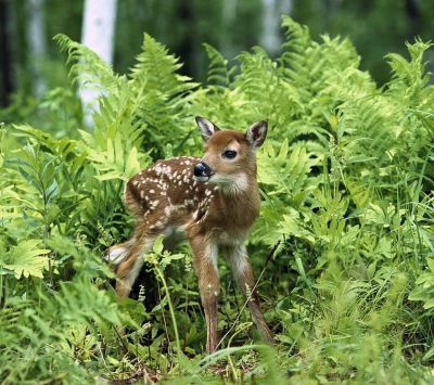 Faon Mignon dans des Fougères Vertes