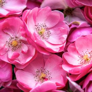 Belles Roses Roses