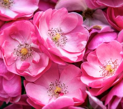 Belles Roses Roses