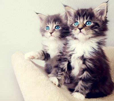 Bébés Chats Mignons aux Yeux Bleus