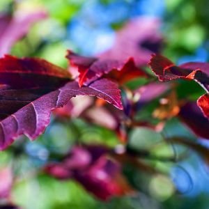 Feuilles Rouges Vives