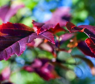 Feuilles Rouges Vives