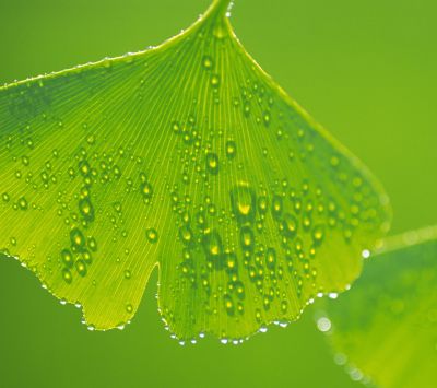 Feuille de Ginkgo avec gouttes de rosée