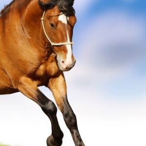 Cheval Courant
