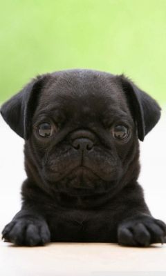 Mignon Chiot Pug Noir