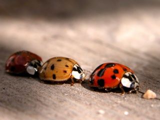 Coccinelles Colorées sur Bois