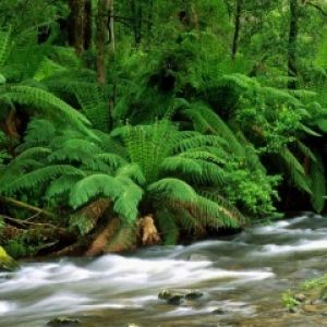 Ruisseau Vert Luxuriant