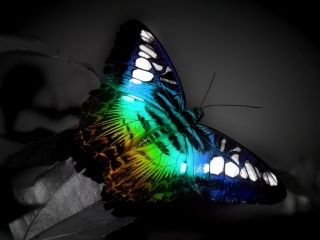 Papillon Coloré
