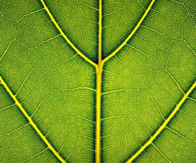 Texture de Feuille Verte Détail