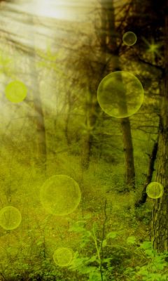 Forêt Mystique avec Orbes Lumineux