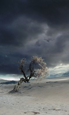 Arbre Solitaire dans un Paysage Désertique