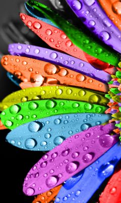 Pétales de Fleurs Colorés avec Gouttes d'Eau