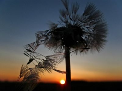 Pissenlit au coucher de soleil