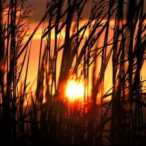 Coucher de Soleil à Travers de l'Herbe