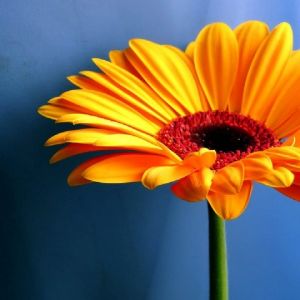 Fleur Jaune Vibrante