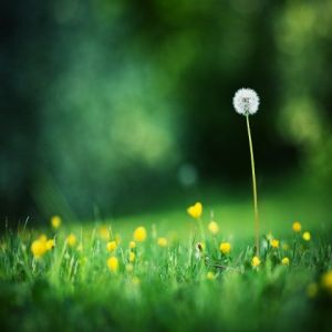 Pissenlit dans un Champ Vert