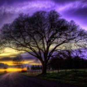 Arbre Majestueux au Coucher de Soleil