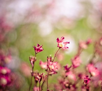 Belles Fleurs Roses