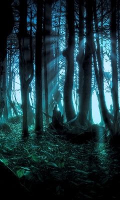 Paysage Forestier Mystérieux