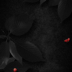 Feuilles noires avec coccinelles rouges