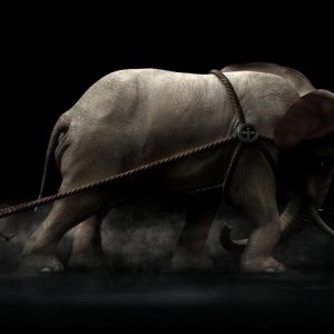 Éléphant dans l'Ombre