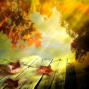 Feuilles d'Automne et Lumière Solaire