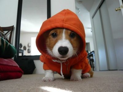 Corgi Mignon en Sweatshirt