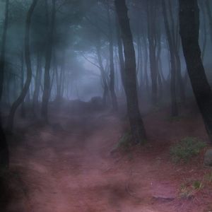 Sentier Brumeux dans la Forêt
