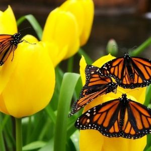 Papillons Monarque sur Tulipes