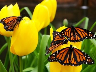 Papillons Monarque sur Tulipes