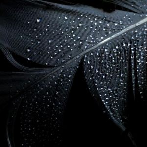 Rosée sur Plume