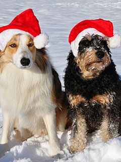 Chiens en Chapeaux de Noël
