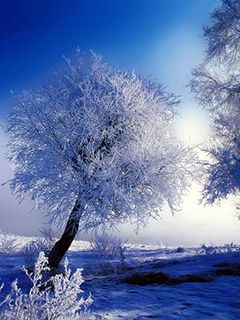 Paysage d'Hiver Givré